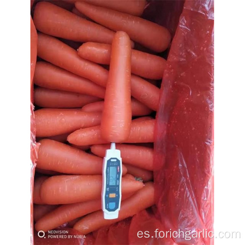 Fresh Carrot Crop 2019 Buena calidad
